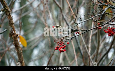 Rotflügel ernähren sich von den Winterbeeren Stockfoto