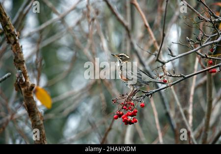 Rotflügel ernähren sich von den Winterbeeren Stockfoto