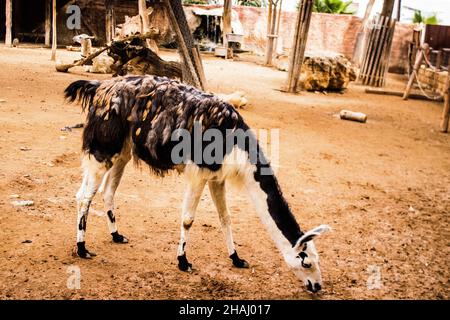 Limassol, Zypern - 12. Dezember 2021 Limassol Zoo, einer der größten in Europa und beherbergt schöne und interessante Tiere, natürlich aussehende Lebensräume Stockfoto