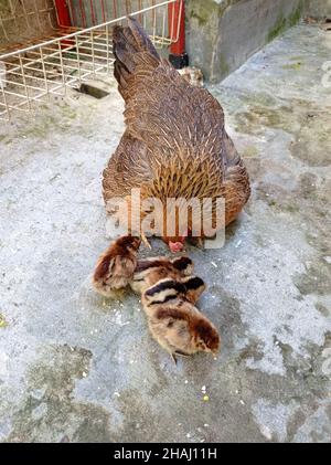 Mutter Henne mit neugeborenen Küken Stockfoto