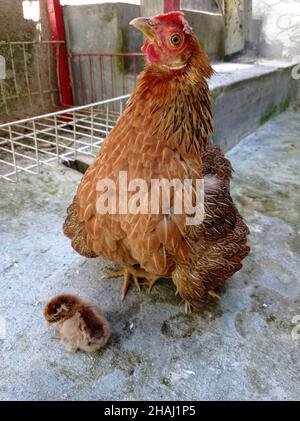 Mutter Henne mit neugeborenen Küken Stockfoto