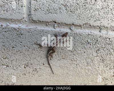 Kleine farbverändernde Anole an der Wand, Oahu, Hawaii Stockfoto