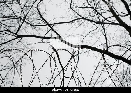 Stacheldraht mit einem Baum auf einem Hintergrund Stockfoto