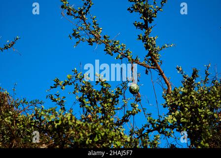 Afrikanischer Melonenbusch, der wertvolle Feuchtigkeit für die Tierwelt liefert Stockfoto