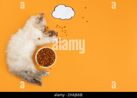 Süße weiße Katze Kitten liegt Schlaf in verstreuten trockenen Lebensmitteln große Mahlzeit, süße Träume, gezeichnete Dialog Wolke Bubble für Text. Katze Haustier Tier Konzept Katze Stockfoto