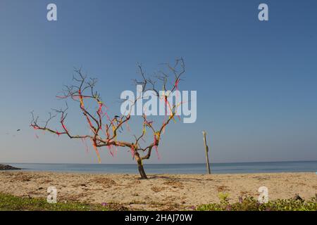 Ein geschmückter trockener Baum am Meer, Blick von einem Strand in Kerala, indien Stockfoto