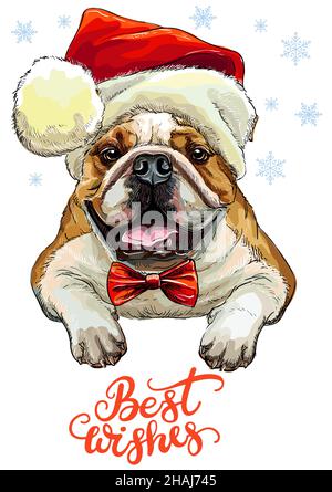 Grußkarte. Lustiges Bulldog-Portrait mit Schleife und Weihnachtshut mit Schneeflocken und Schriftzug. Vektorgrafik. Für Dekor, Design, Druck, p Stock Vektor