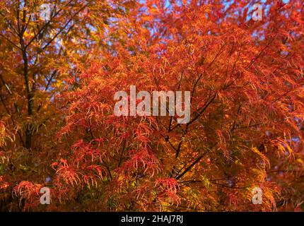 Acer palmatum sectum, ever Red Tree, weinend, japanisch, Ahornbäume, Zwerg Japanische Ahorn, elegant, kaskadierend, Struktur, wunderbar, Farbgebung. Stockfoto