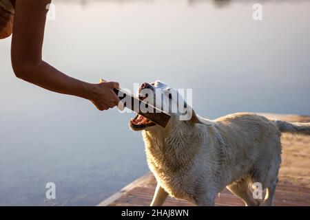 Hund und Frau spielen mit Holzstäbchen. Labrador Retriever und Haustierbesitzer genießen Sommerurlaub im Lake District Stockfoto