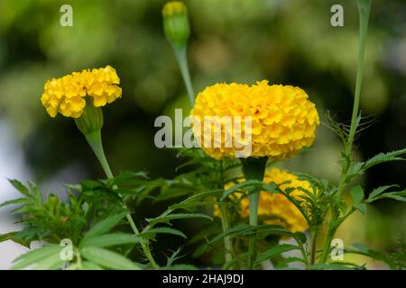 Schöne gelb gefärbte Ringelblume Blüten auch als Tagetes bekannt. Es wird für religiöse Zwecke im hinduismus verwendet, um Girlanden für gott zu machen. Stockfoto