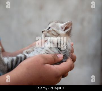 Nahaufnahme der Hände mit einer kleinen niedlichen gestreiften Katze Stockfoto