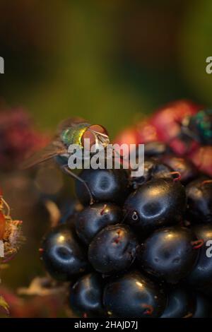 Eine metallisch-grüne Fliege ernährt sich von verfallenden Brombeeren Stockfoto