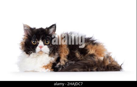 Niedliche und ausgezeichnete tortie Selkirk Rex Katze, Verlegung Seitenwege. Blick auf die Kamera mit runden Augen. Isoliert auf weißem Hintergrund. Stockfoto