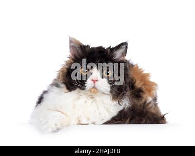 Niedliche und ausgezeichnete Schildkröte Selkirk Rex Katze, die sich nach vorne legt. Blick auf die Kamera mit runden Augen. Isoliert auf weißem Hintergrund. Stockfoto