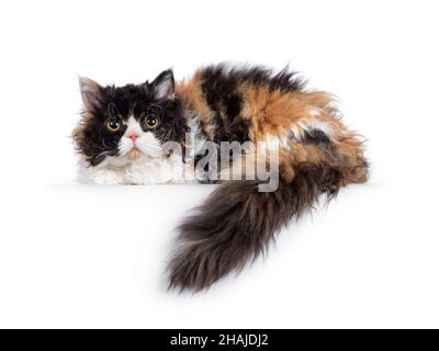 Niedliche und ausgezeichnete Schildkröte Selkirk Rex Katze, legen Seitenwege auf Kante mit Schwanz hängen. Blick auf die Kamera mit runden Augen. Isoliert auf einem Stockfoto