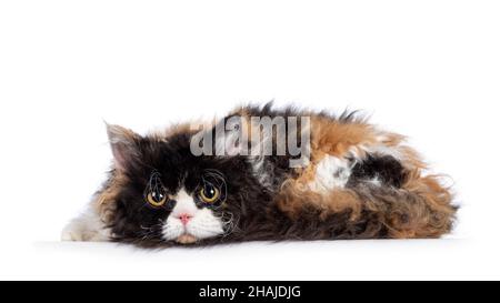 Niedliche und ausgezeichnete Schildkröte Selkirk Rex Katze, legt Seitenwege Kopf nach unten. Blick auf die Kamera mit runden Augen. Isoliert auf weißem Hintergrund. Stockfoto