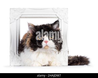 Niedliche und ausgezeichnete Schildkröte Selkirk Rex Katze, die durch weißen leeren Bilderrahmen liegt. Blick auf die Kamera mit runden Augen. Isoliert auf weißem Hintergrund Stockfoto