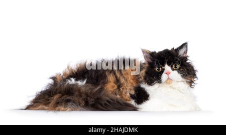 Nette und ausgezeichnete tortie Selkirk Rex Katze, legt sich Seitenwege. Blick auf die Kamera mit runden Augen. Isoliert auf weißem Hintergrund. Stockfoto