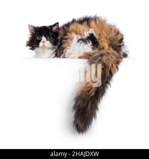 Niedliche und ausgezeichnete Schildkröte Selkirk Rex Katze, die fast nach hinten am Rand liegt. Blick auf die Kamera mit runden Augen. Isoliert auf weißem Hintergrund. Stockfoto