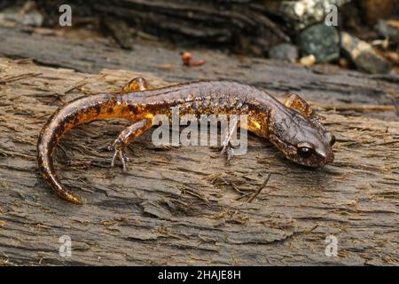 Nahaufnahme eines Subadulten, gemalt von Ensatina eschschscholtzii picta aus Küstennordkalifornien auf einem Stück Holz im Wald Stockfoto