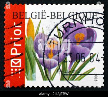 BELGIEN - UM 2003: Eine in Belgien gedruckte Marke zeigt Krokusse, Crocus Sativus, Blumenpflanze, um 2003 Stockfoto