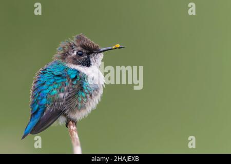 Bienen-Kolibri, Mellisuga helenae, kleinster Vogel der Welt, männlicher, männlicher, männlicher, männlicher, männlicher, männlicher, männlicher, männlicher, männlicher, männlicher, männlicher, männlicher, auf einem dünnen Ast Stockfoto