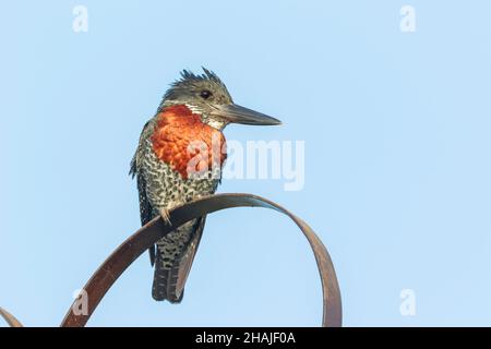 Rieseneisfischer, Megaceryle maxima, Erwachsener, der auf einer künstlichen Struktur thront, Gambia, Afrika Stockfoto