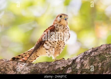 Mauritius-Turmfalke, Falco punctatus, erwachsener Mann, der auf einem Ast eines Baumes thront, Mauritius Stockfoto