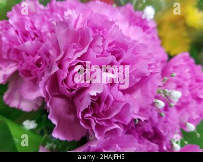 Große, isolierte, rosa Nelkenblume, eine Art von Dianthus, auf einem verschwommenen grünen und gelben Hintergrund -01 Stockfoto