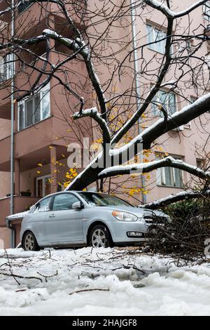 Tall Tree stürzte auf das Auto und zerquetschte es aufgrund eines starken Schneesturms Stockfoto