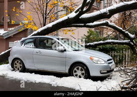 Tall Tree stürzte auf das Auto und zerquetschte es aufgrund eines starken Schneesturms Stockfoto