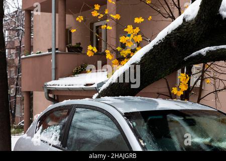 Tall Tree stürzte auf das Auto und zerquetschte es aufgrund eines starken Schneesturms Stockfoto