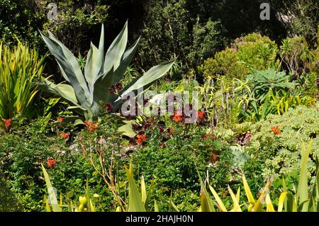 Bunte Pflanzen und Blumen in der Herbstsonne in den subtropischen Abbey Gardens auf der Insel Tresco, Isles of Scilly, Cornwall. VEREINIGTES KÖNIGREICH Stockfoto