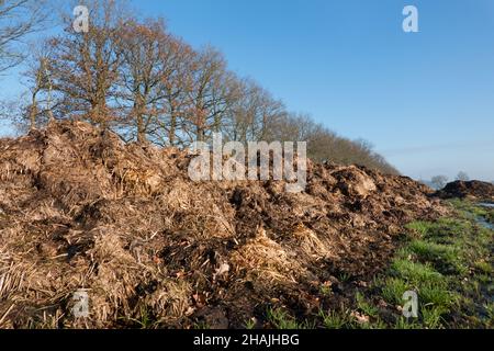 Ökologischer Landbau: Haufen Gülle mit Stroh auf einem Feld gemischt Stockfoto