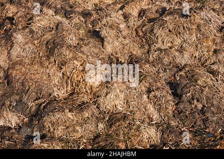 Ökologischer Landbau: Detail eines Haufens von Gülle, gemischt mit Stroh Stockfoto