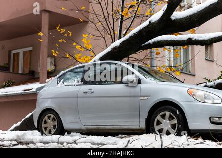 Tall Tree stürzte auf das Auto und zerquetschte es aufgrund eines starken Schneesturms Stockfoto