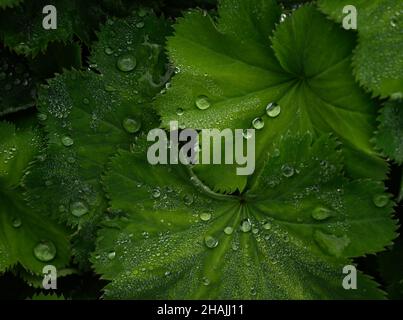 Nahaufnahme der Sternendame-Pflanze (Alchemilla acutiloba Opiz) mit Wassertropfen, die in einem Gewächshaus in Norfolk, England, auf den Blättern sitzen. Stockfoto