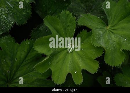 Nahaufnahme der Sternendame-Pflanze (Alchemilla acutiloba Opiz) mit Wassertropfen, die in einem Gewächshaus in Norfolk, England, auf den Blättern sitzen. Stockfoto