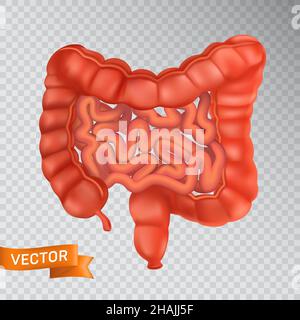 Große und kleine Eingeweide Nahaufnahme, Vorderansicht. Medizinisches Konzept eines gesunden inneren Organs. 3D Vektordarstellung eines menschlichen Verdauungssystems struc Stock Vektor