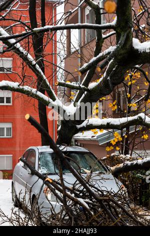 Tall Tree stürzte auf das Auto und zerquetschte es aufgrund eines starken Schneesturms Stockfoto