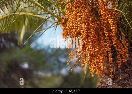 Pindo-Gelee-Palme (butia capitata), gelbe Früchte, die an einem Baum hängen Stockfoto