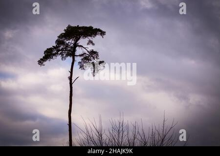 Graustufen-Aufnahme von Kiefern unter dem wolkigen Himmel Stockfoto