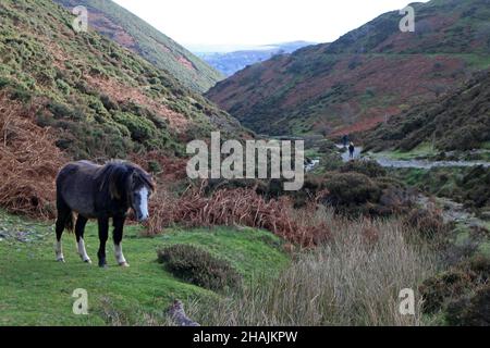 Wildes Pony und Wanderer im Carding Mill Valley, Church Stretton, Shropshire Stockfoto