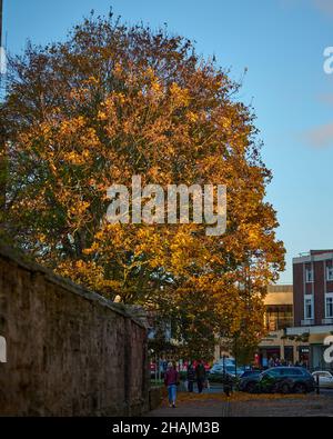 Leaves turning in Worcester Stockfoto