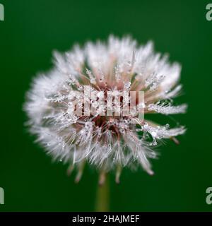 Selektiver Fokus von Regentropfen auf einer Dandelionenblume auf einem verschwommenen grünen Hintergrund Stockfoto