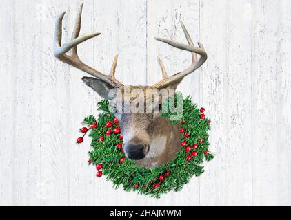 Buck-Hirsch-Reittier mit großem Geweih in grünem Weihnachtskranz und roten Beeren auf rustikalem weiß getünchten Holz Stockfoto