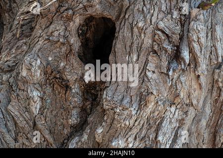 Nahaufnahme eines Lochs im alten Baumstamm Stockfoto