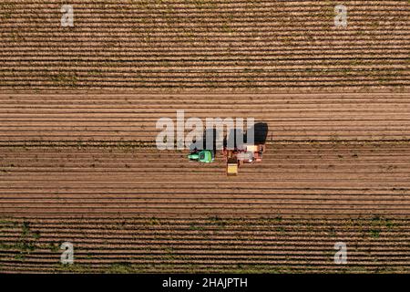 Der Bauer erntet Kartoffeln auf einem riesigen braunen Feld mit Hilfe eines Traktors. Von oben nach unten gerichtete Luftaufnahme von Landarbeitern. Stockfoto