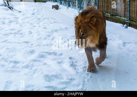 Afrikanischer Löwe (Panthera leo), der in einer verschneiten Umgebung läuft. Es ist eine große muskulöse Katze mit abgerundetem Kopf und prominenter Mähne. Stockfoto