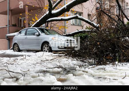 Tall Tree stürzte auf das Auto und zerquetschte es aufgrund eines starken Schneesturms Stockfoto